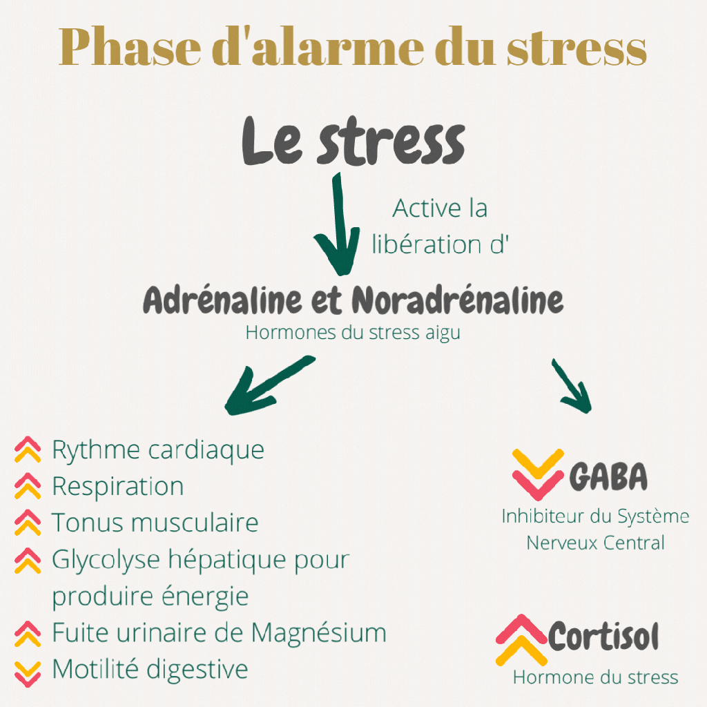 Phase d'alarme du stress