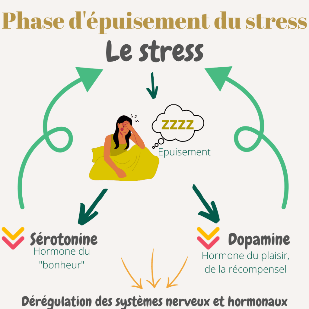 Phase d'épuisement du stress